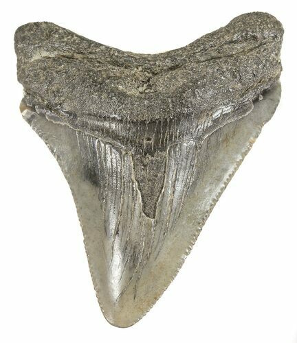 Juvenile Megalodon Tooth - South Carolina #52966